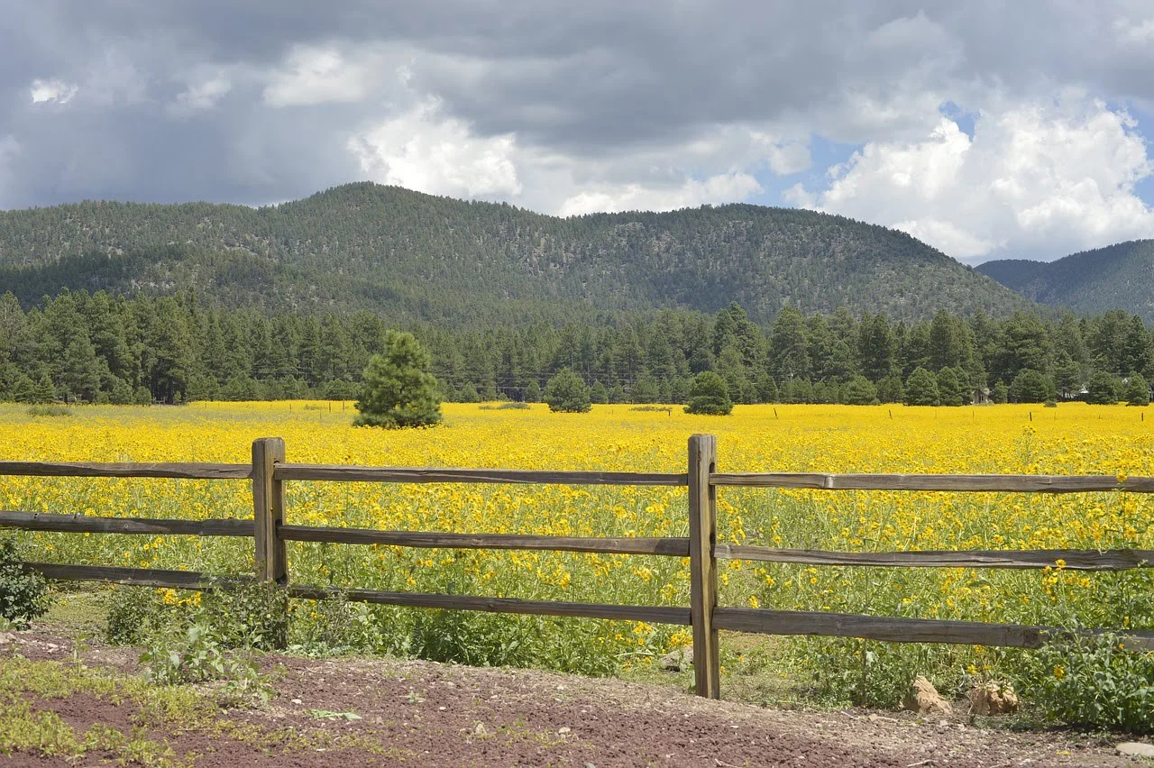 Beautiful greenery in Flagstaff, Arizona