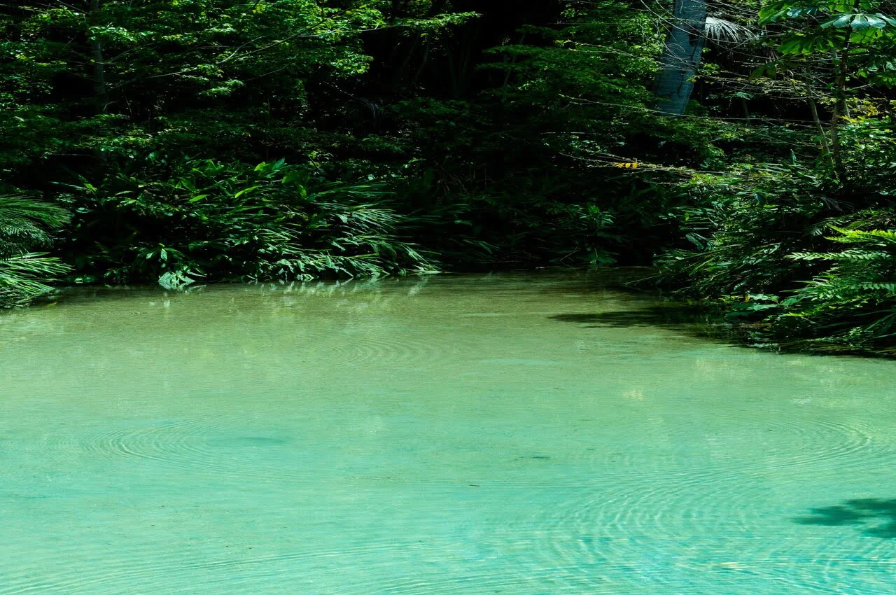 a body of water with trees and plants