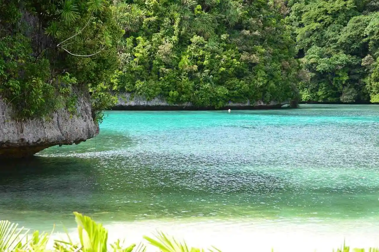 a body of water with trees around it