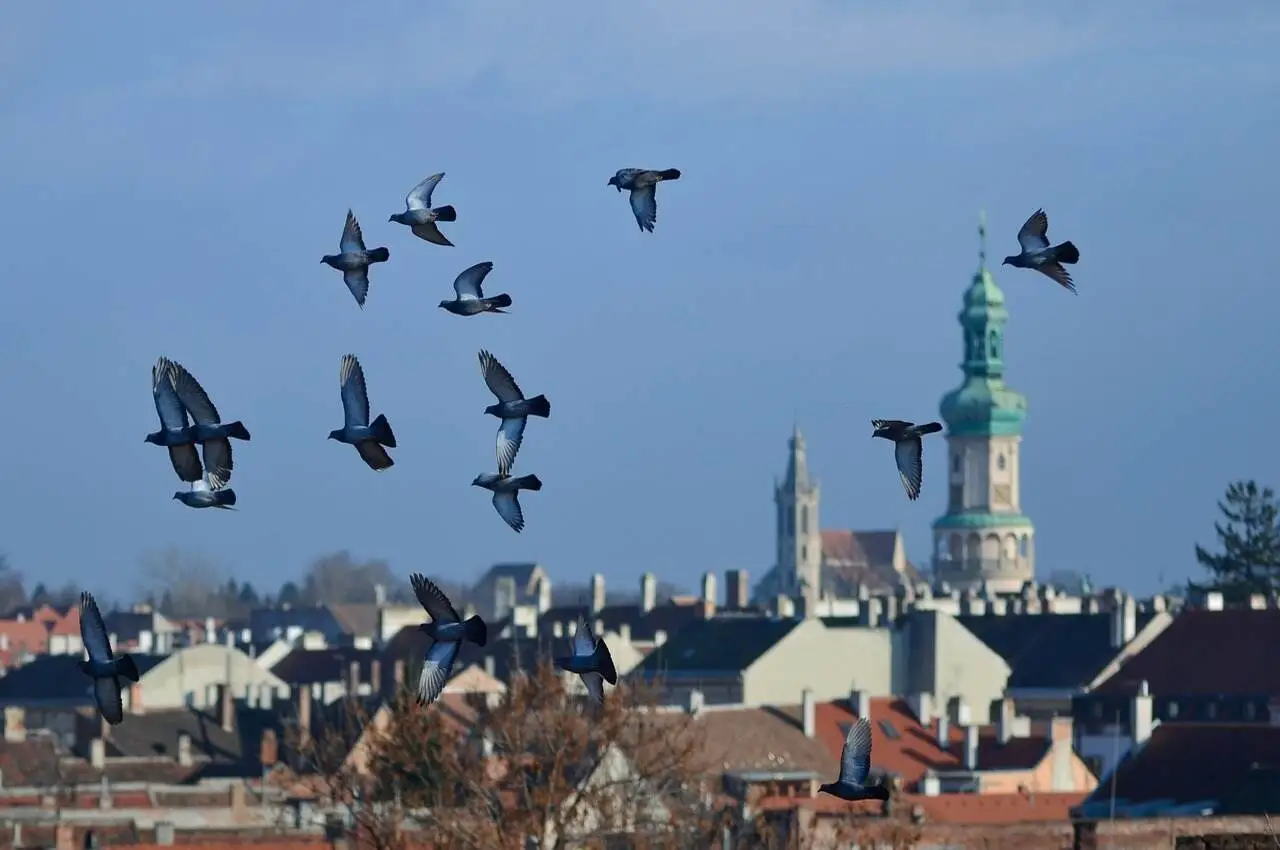 Flying birds and on back there is a neighborhood 