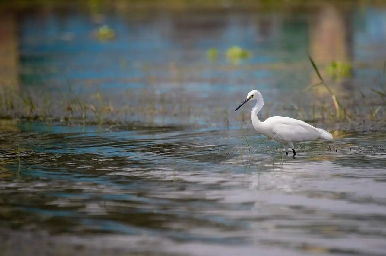 A bird in the pond shore