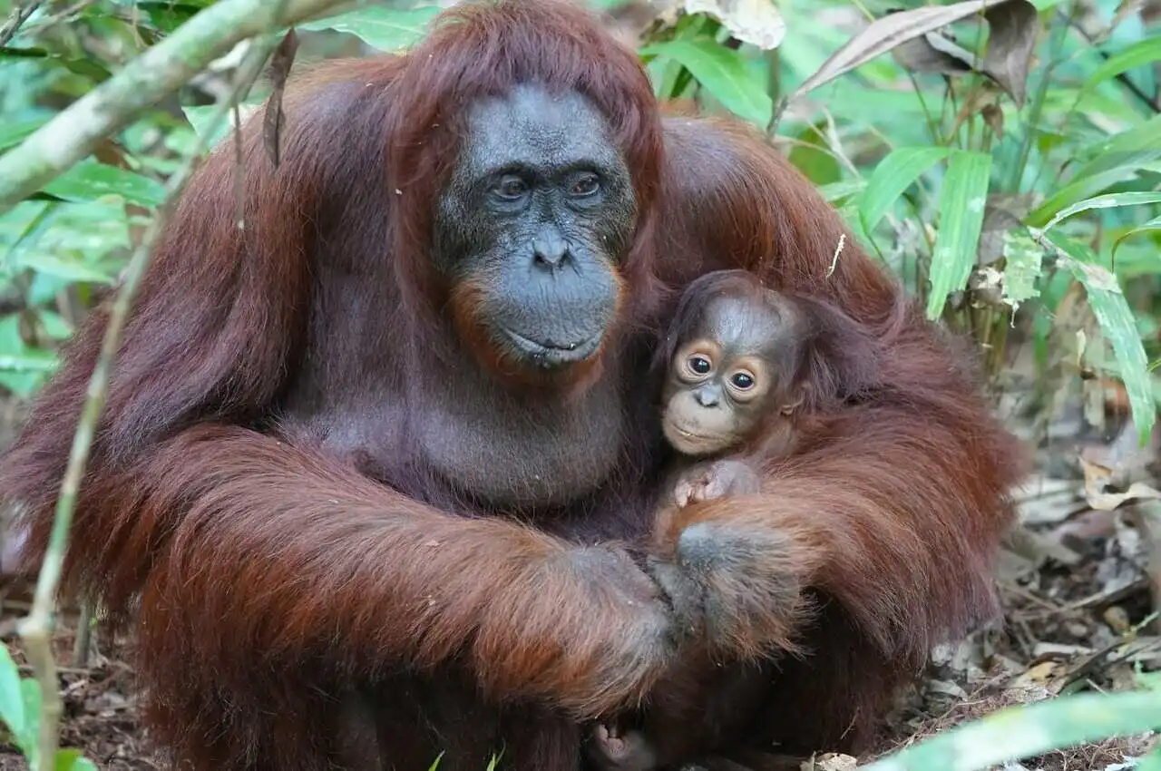 Mother and baby Orangutan 