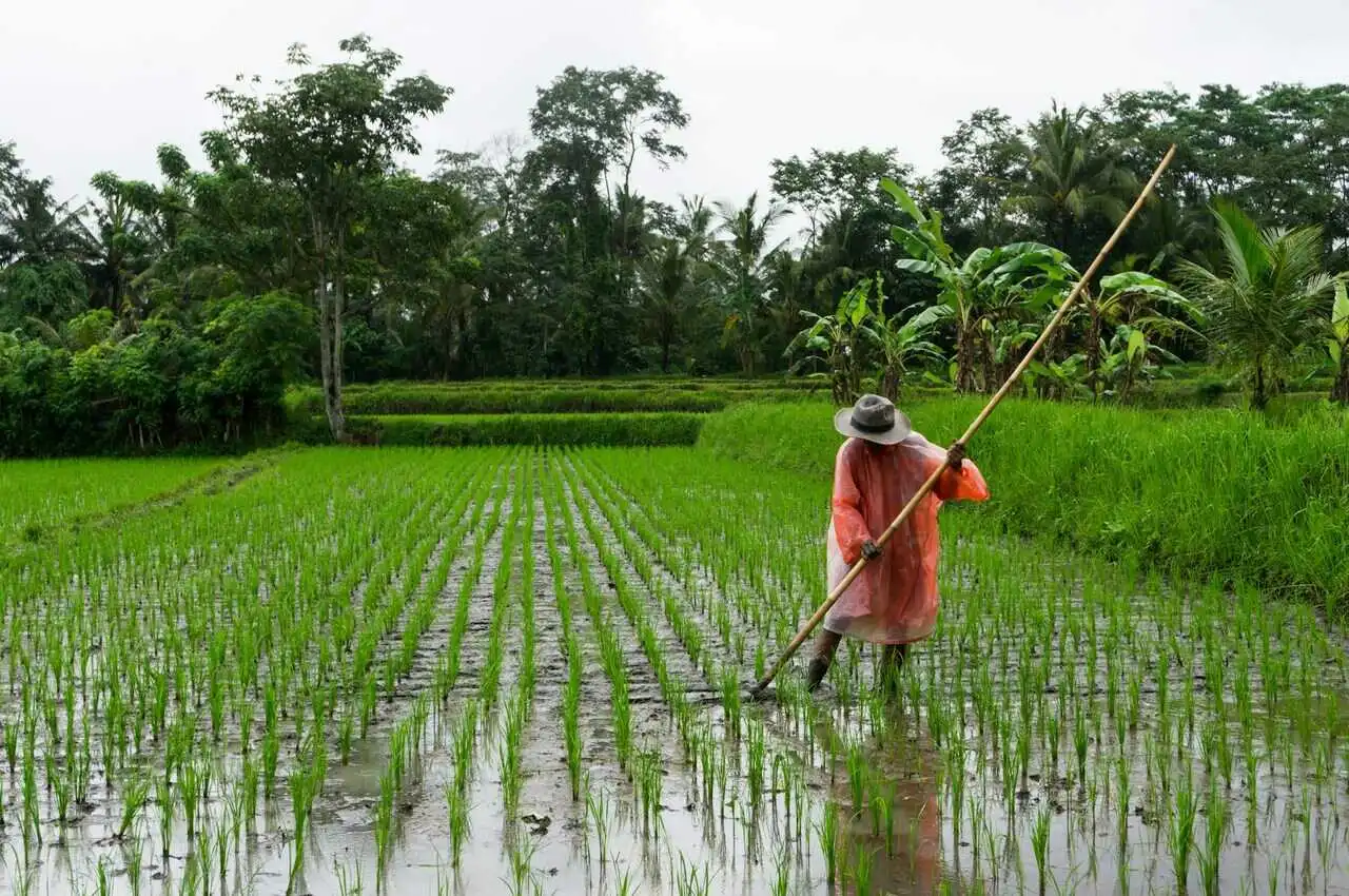 A man working in the fields in Ubud