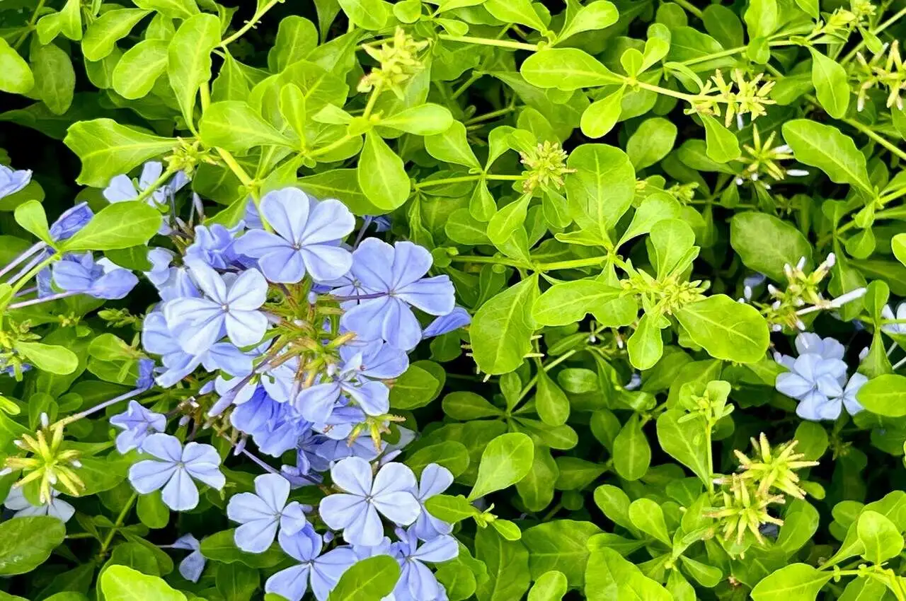 Flowers in a park.