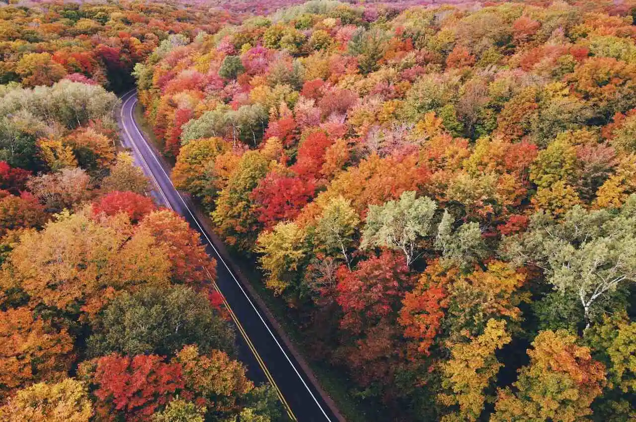 Road in the middle of trees in Harbor Springs