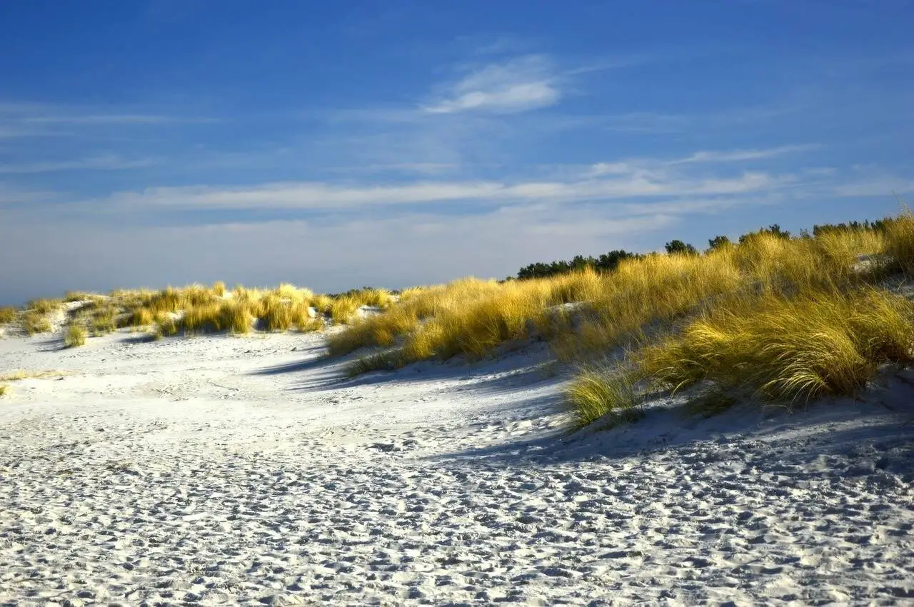 Grass on the seashore.