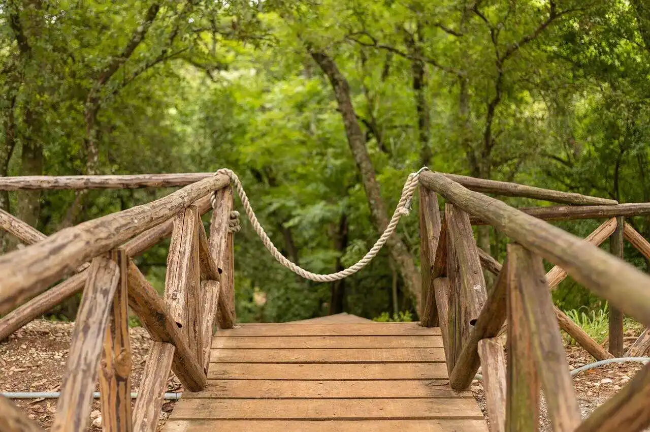 A trail in a foresty area.