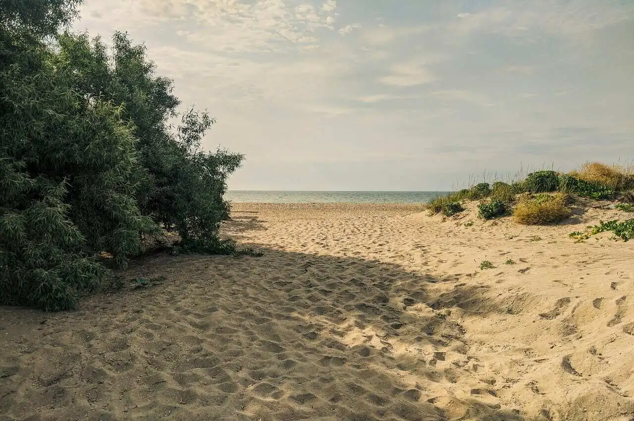 Trees and grass on a beach.