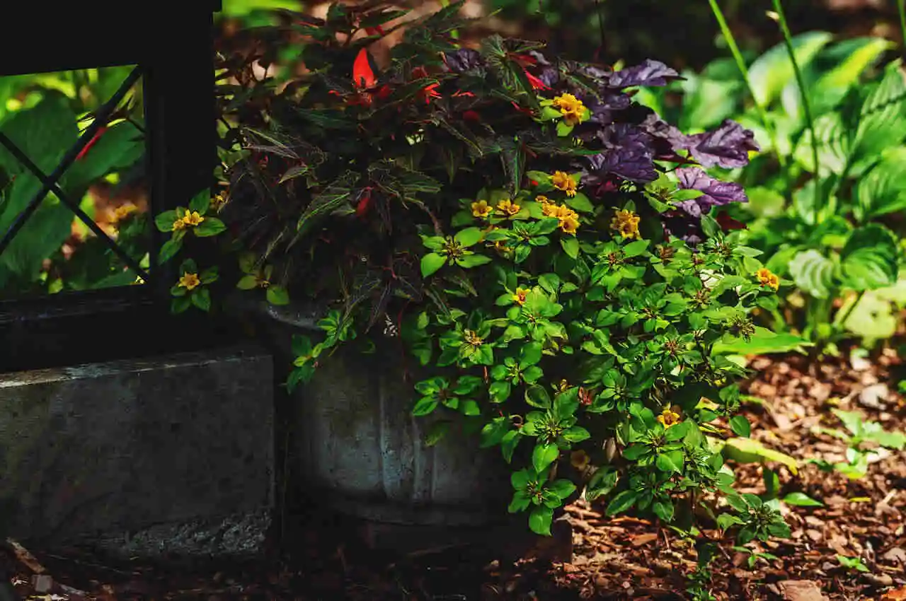 Plants and flowers in the garden