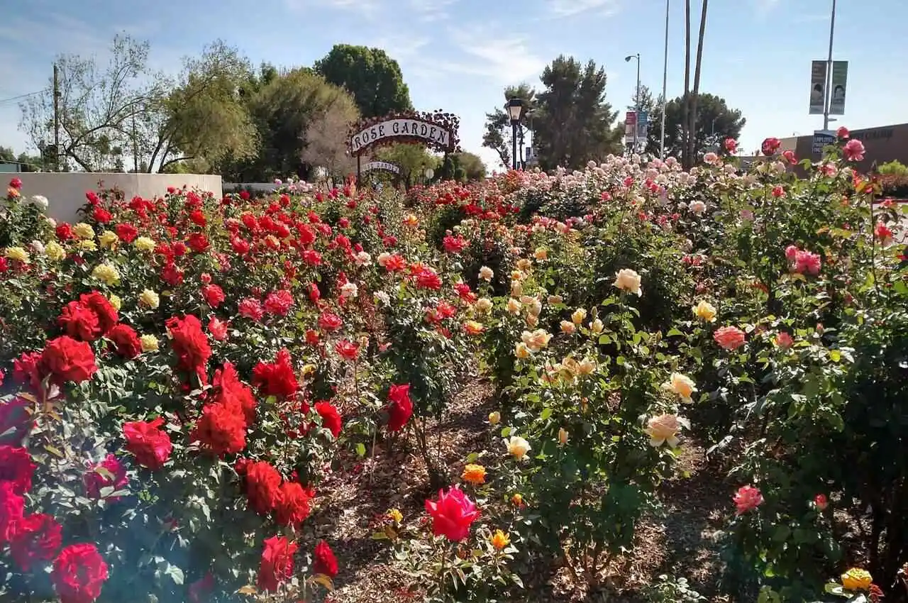 Different types of roses in a garden