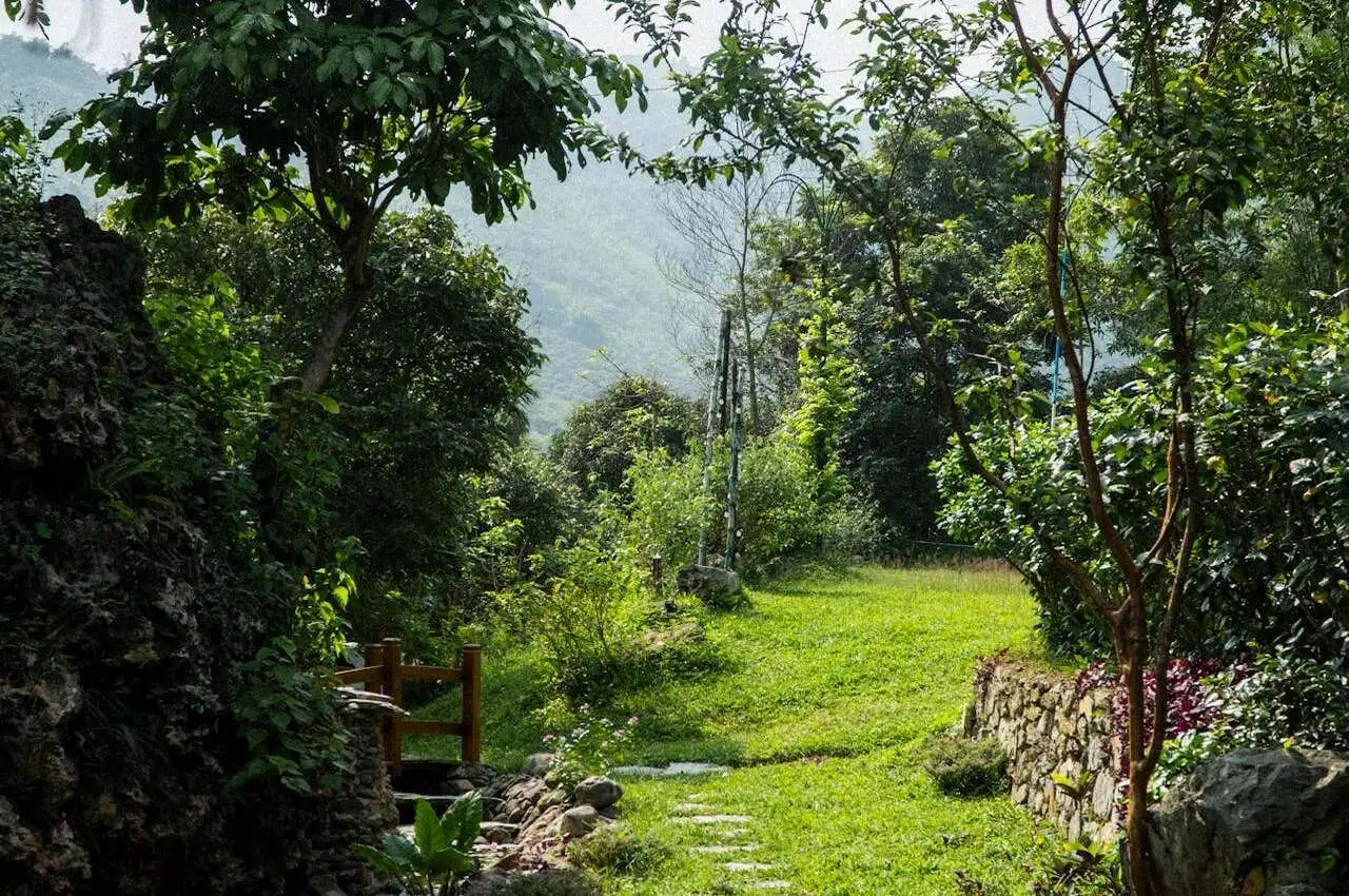 Grass and plants in an area