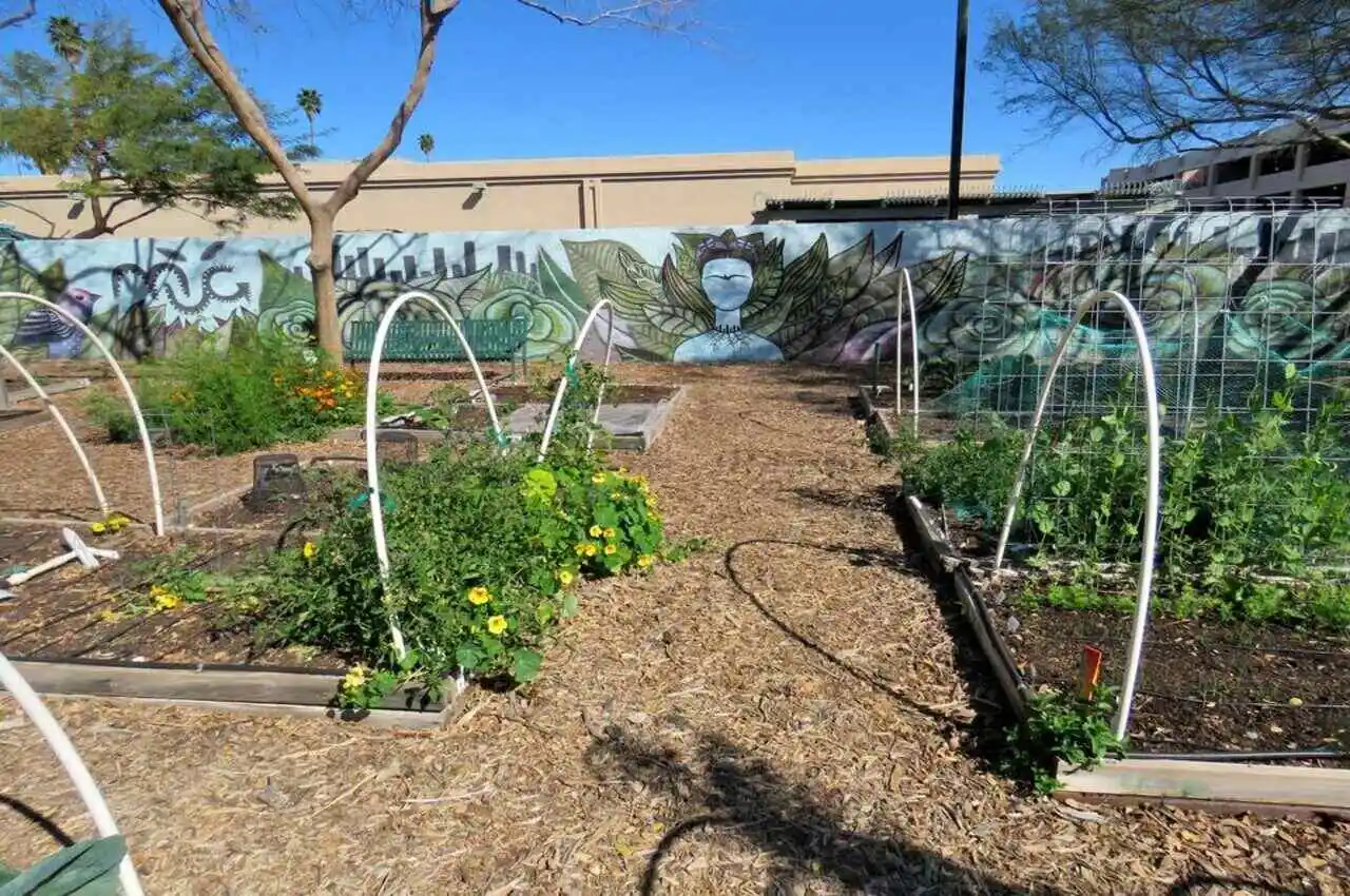 Inside of Mesa Community Garden