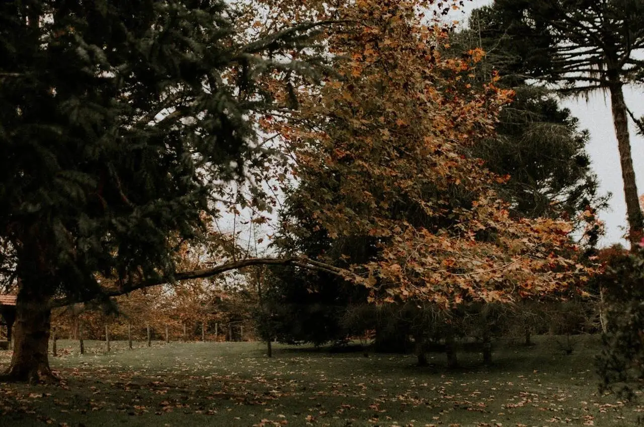 Trees in fall season in a park