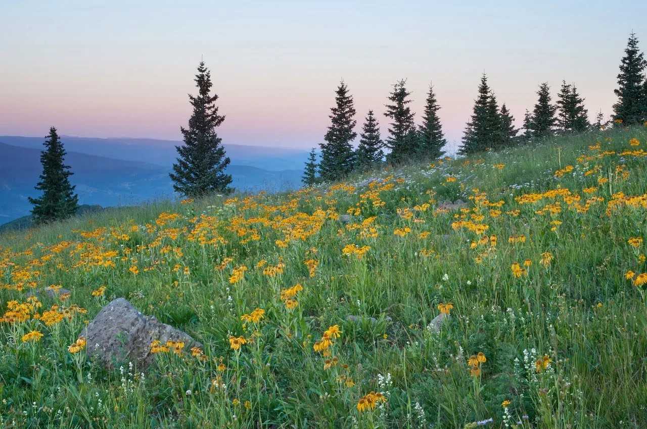 Scenic views with land covered with grass and flowers. 