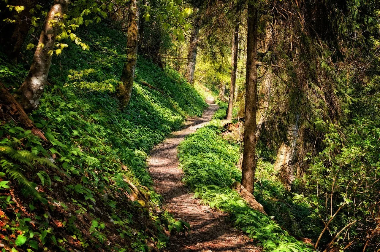 A short walking trail in a forest