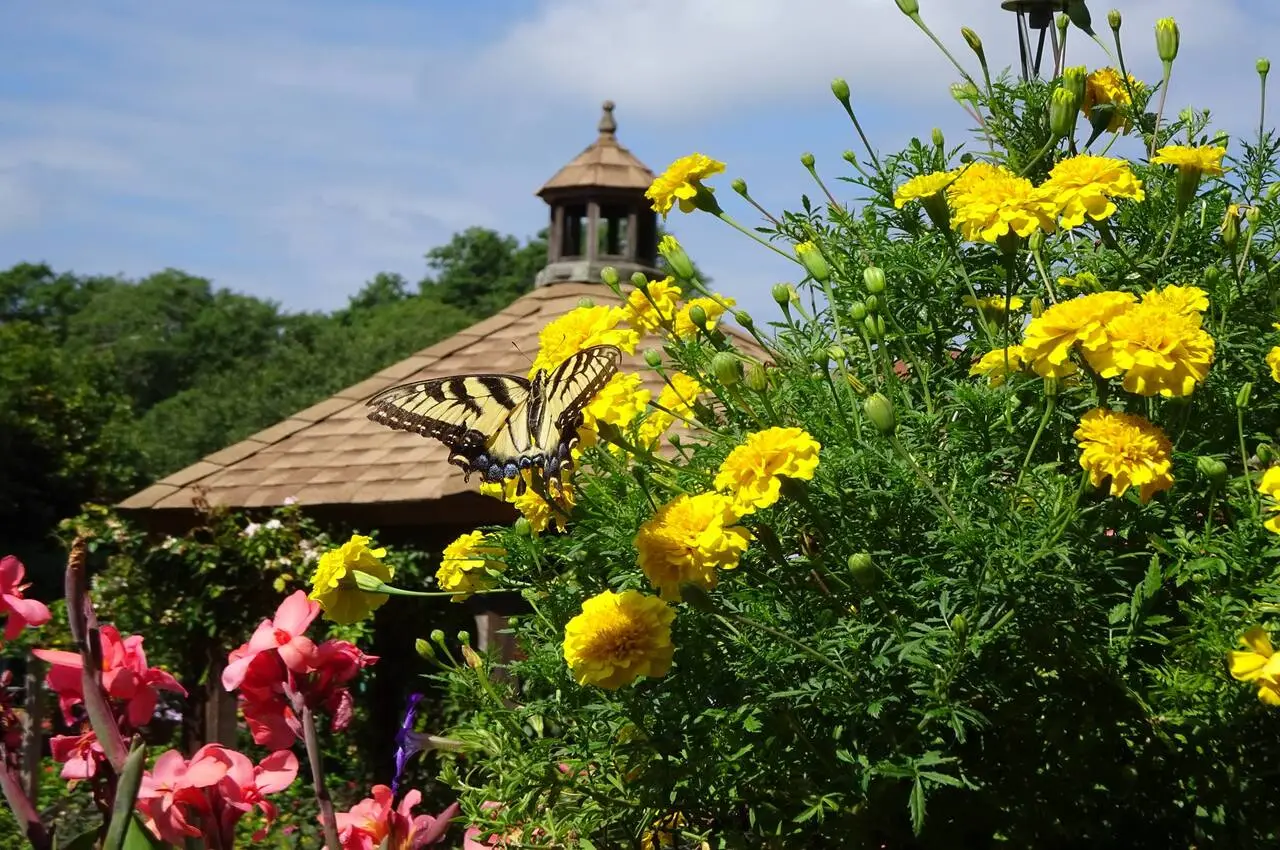 A butterfly sitting on a flower with a small tomb on the back