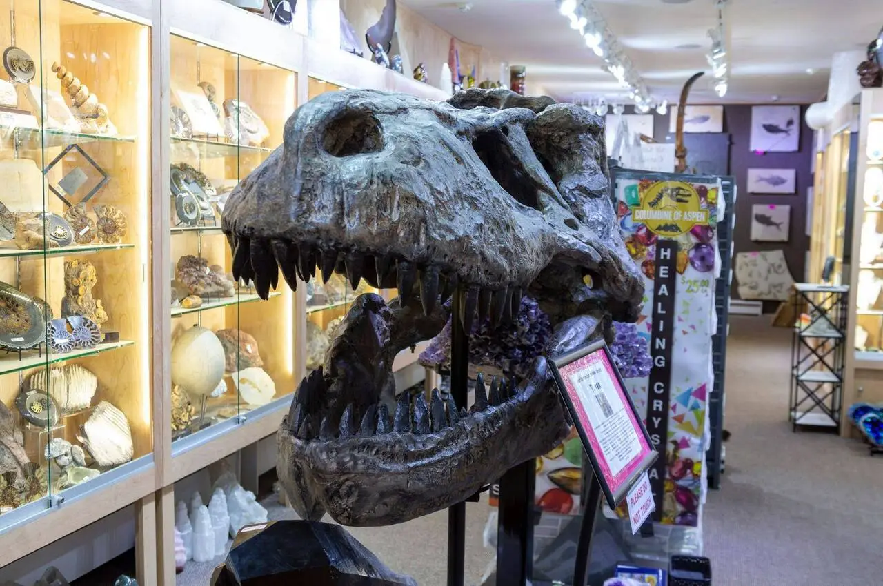 A replica skull of a dinosaur.