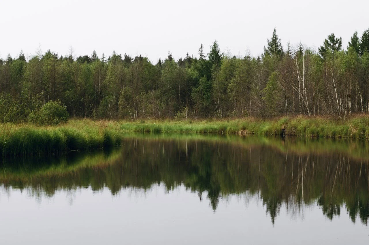 A lake with trees and grass on the back.