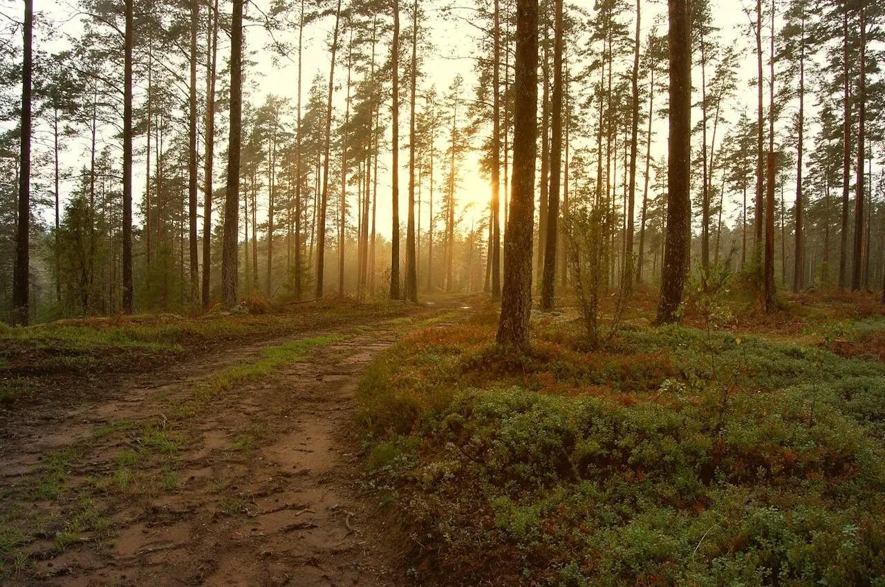 Different trees in a forest at sunset.