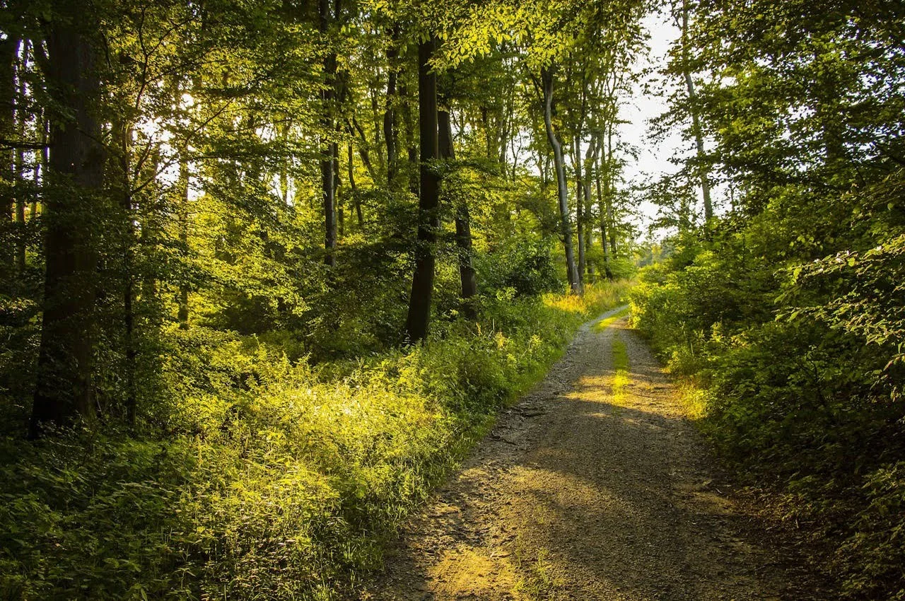 Walking trail with greenery on both sides.