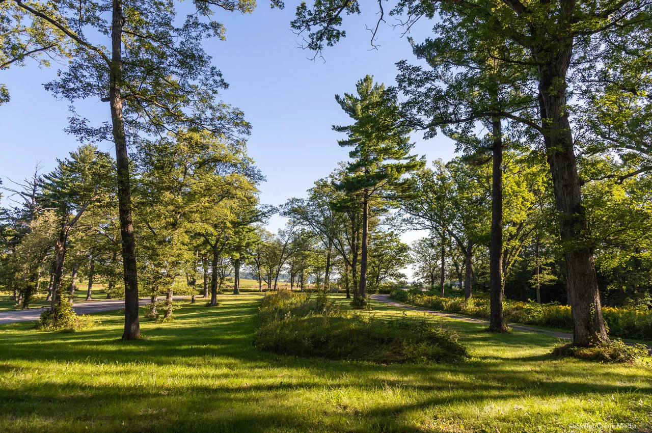 A grassy area with different trees and a mound.