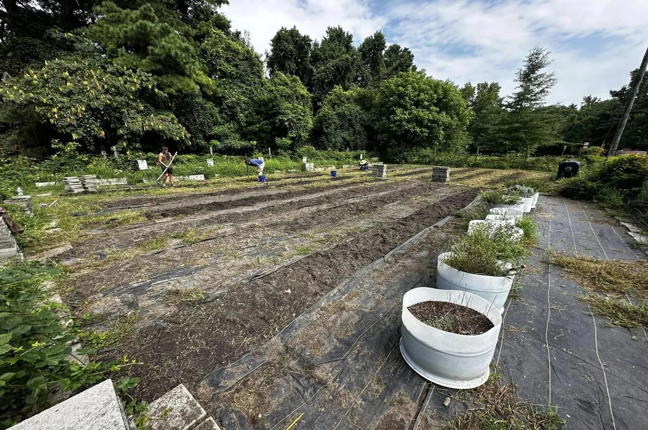 Various plants in a garden with trees on the side.