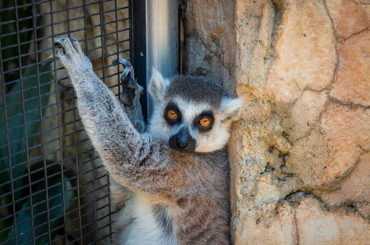 A Lemur.