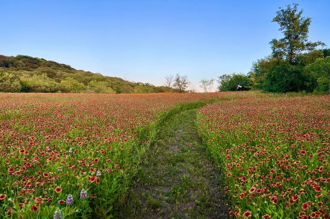 Different flowers with a walking trail in between.
