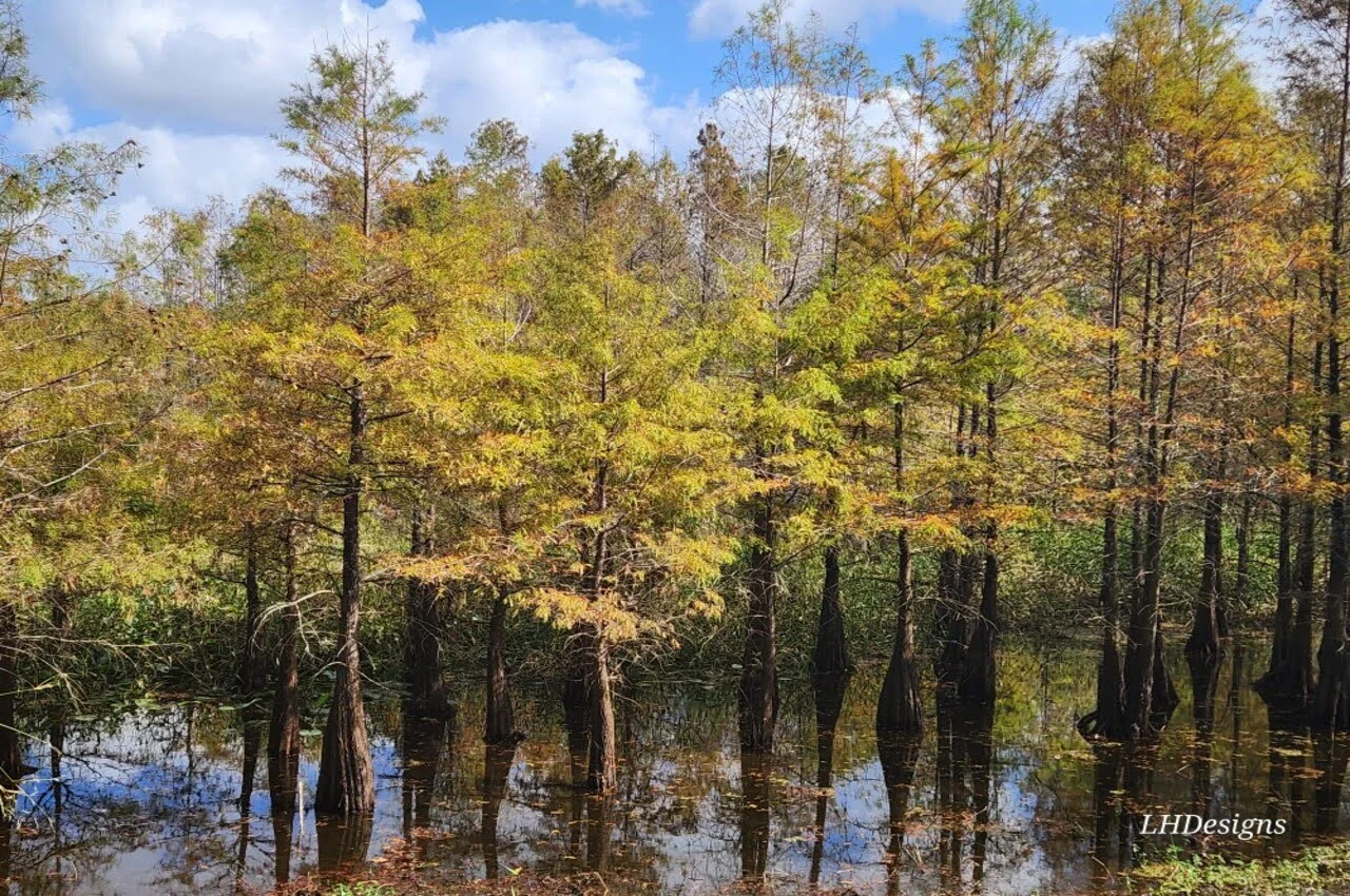 a wetland