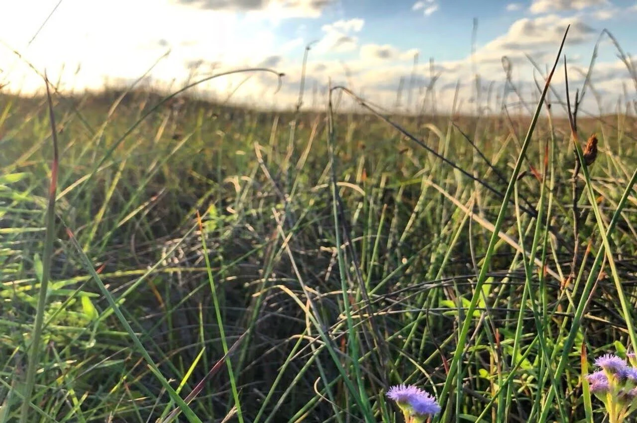 Grass and flowers.
