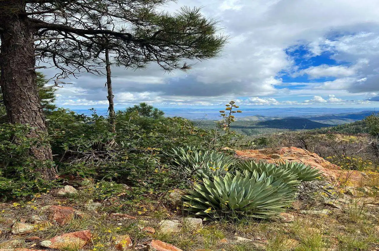 a summit area on the mountain