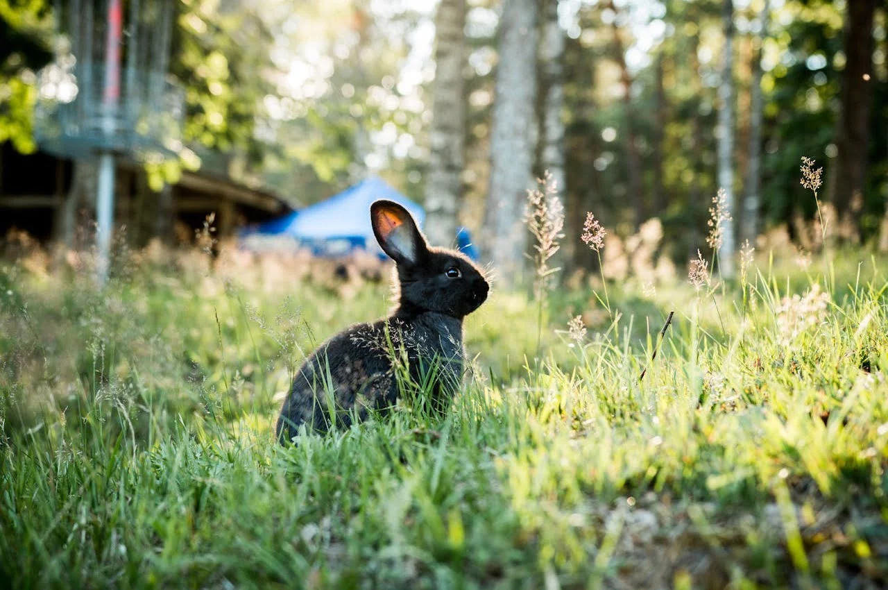 Rabbit with trees on the back