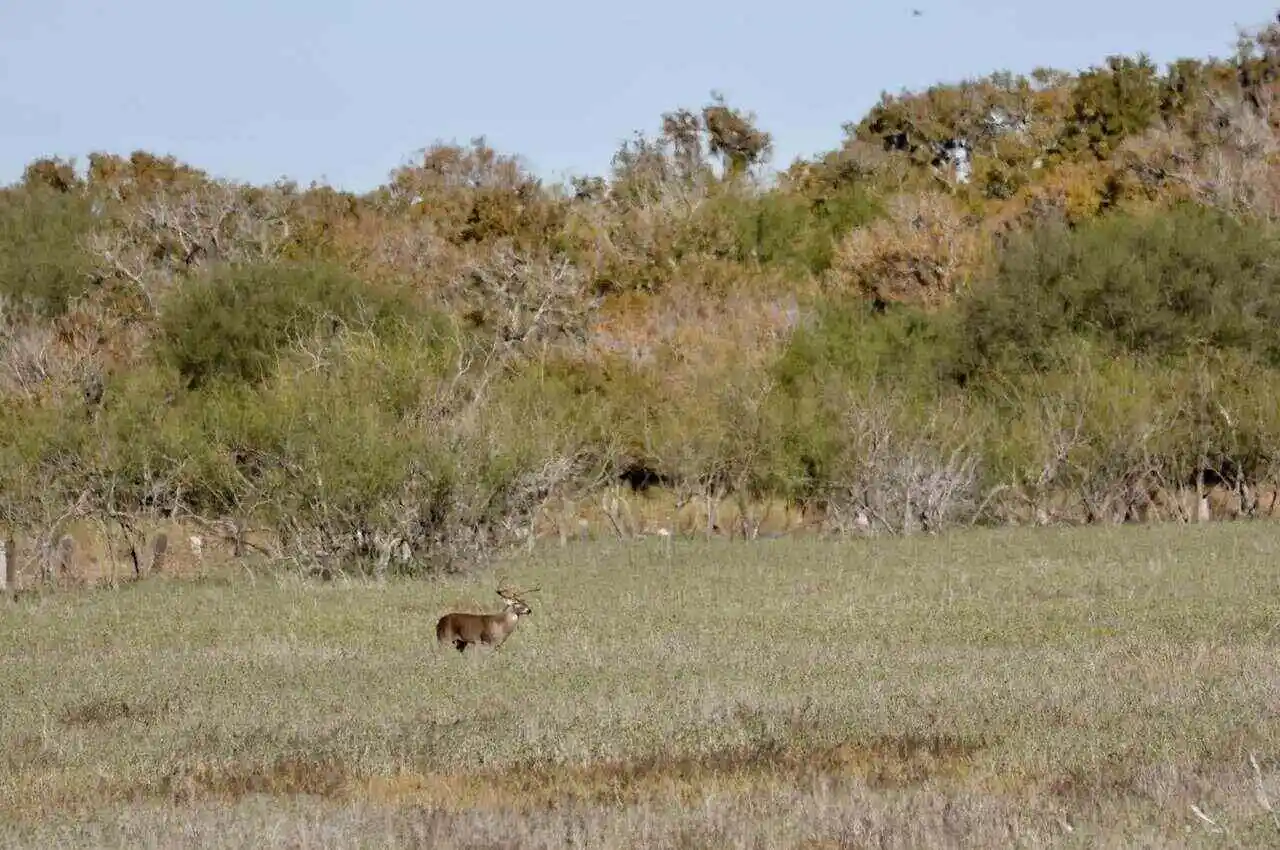 Deer with a forest on the back