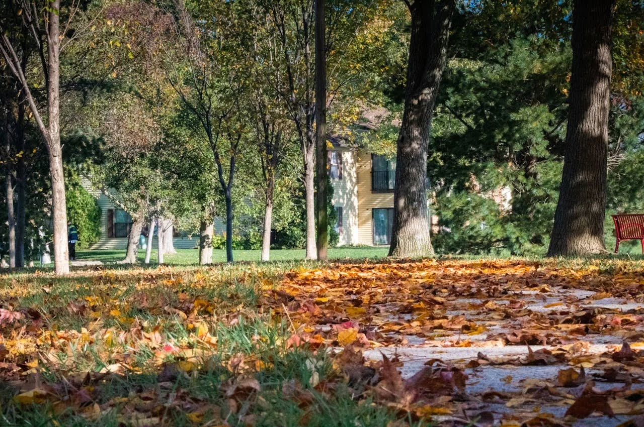 Leaves on the floor of a park