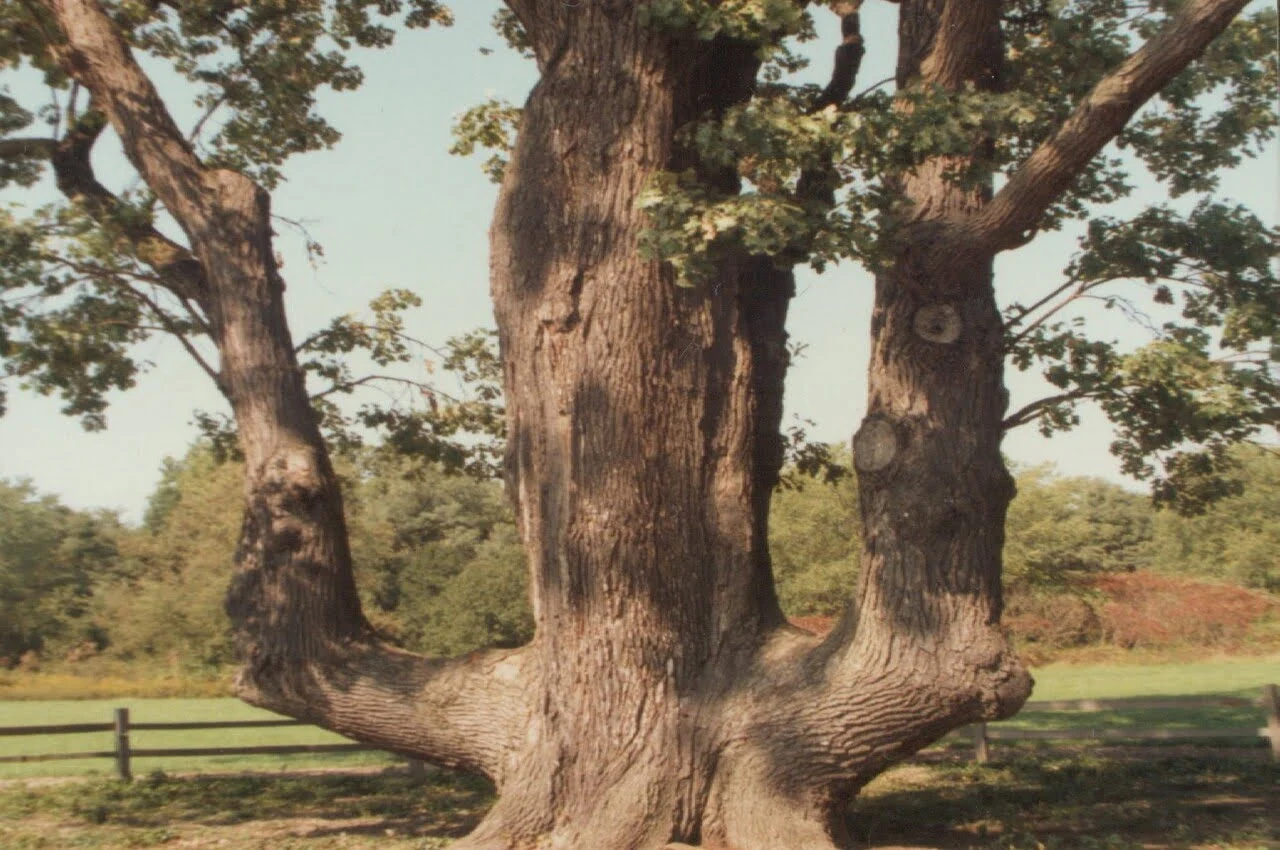 A tree with a unique shape.