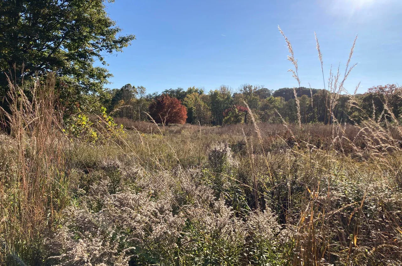 Prairie ecosystem