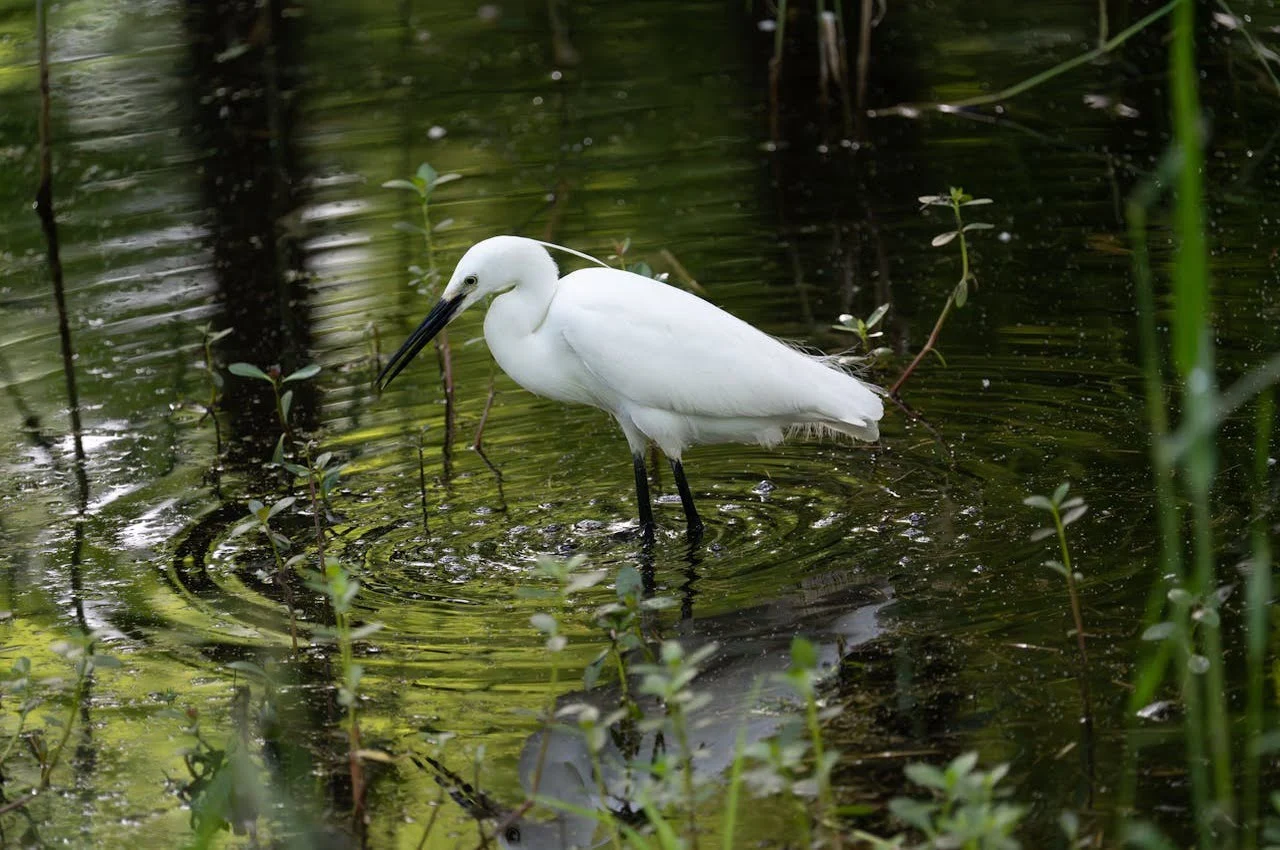 A bird in the lake