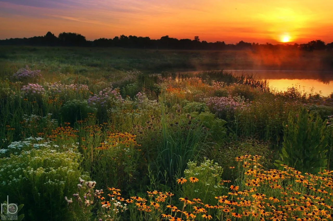 A pond with different flowers and greenery in the surroundings. Among hidden gems in Akron