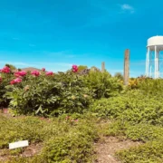 Hidden gems in Lexington