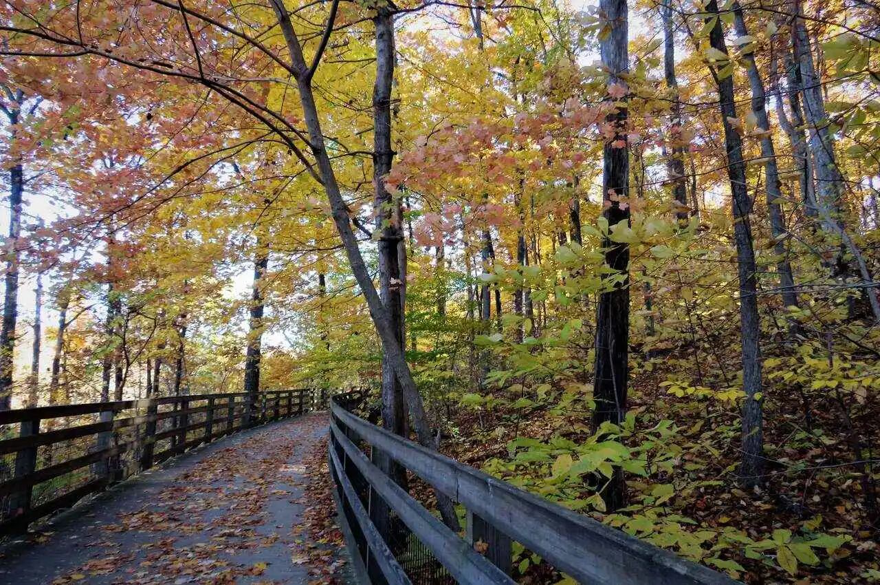walking area surrounded by trees in a forest
