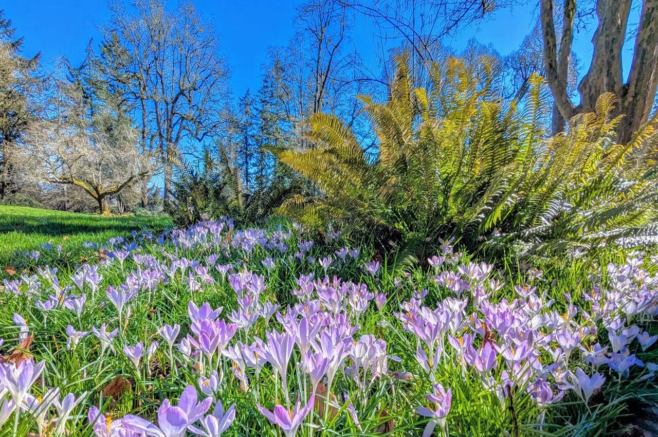 Close view of flowers in a garden.
