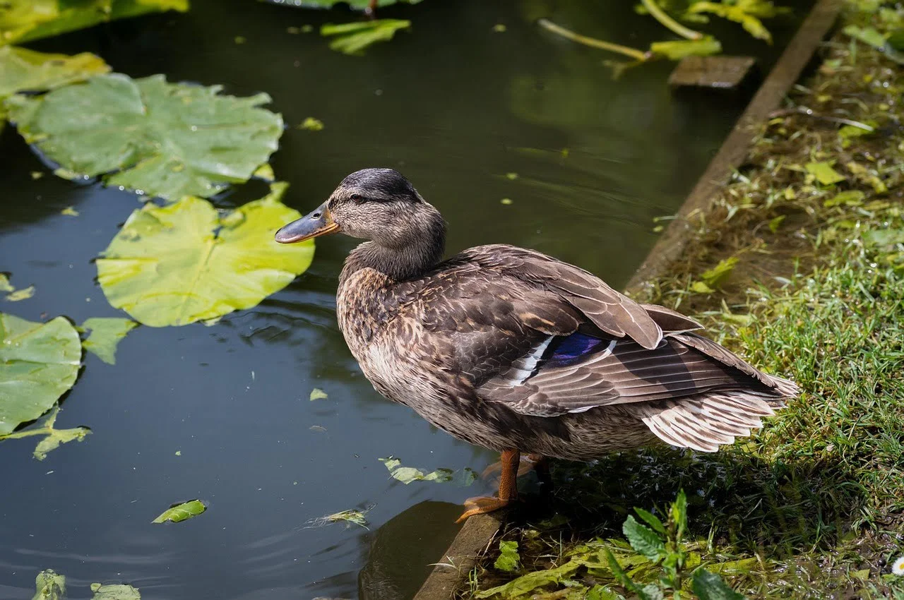 A bird drinking water from the pond.
