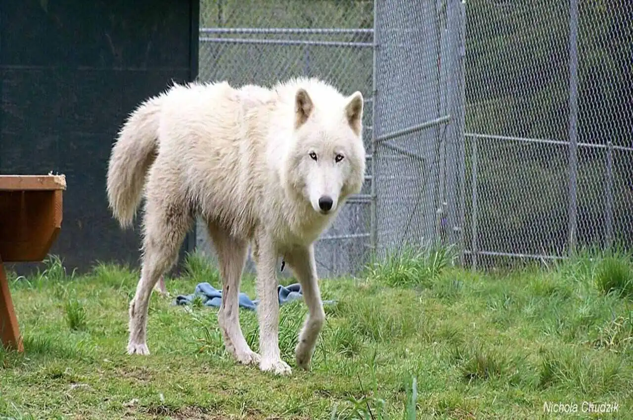A white wolf in a sanctuary.
